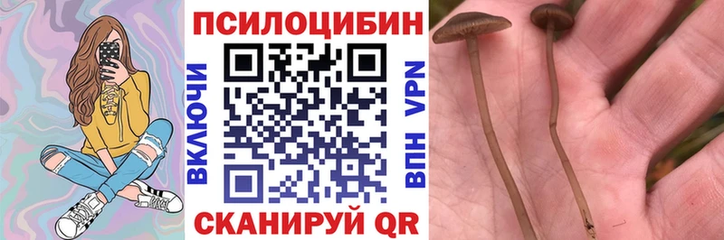 Псилоцибиновые грибы Psilocybine cubensis  Бирск 